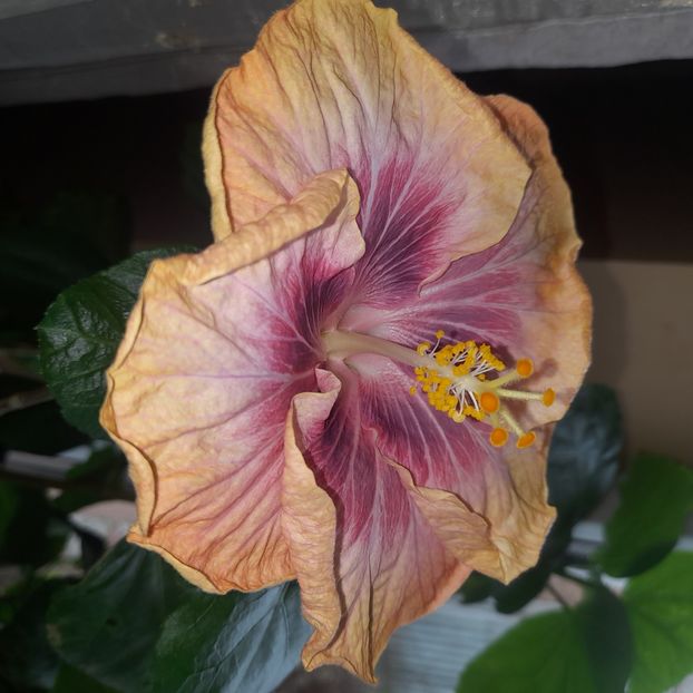  - Taiwan Magic Stoat