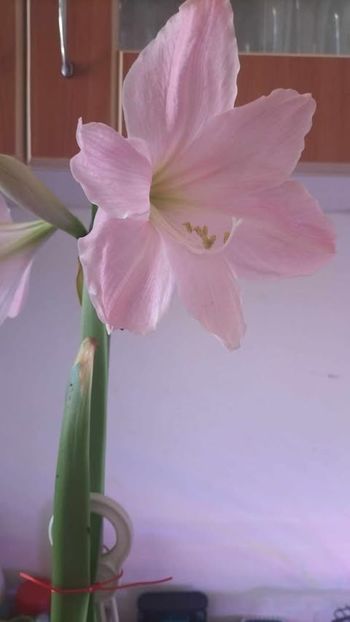 Yellow Goddess - AMARILIS