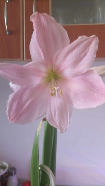 Yellow Goddess - AMARILIS