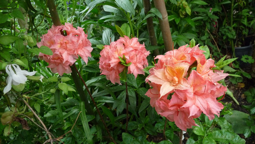  - Azalee si Rhododendroni
