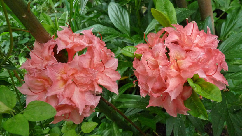 - Azalee si Rhododendroni