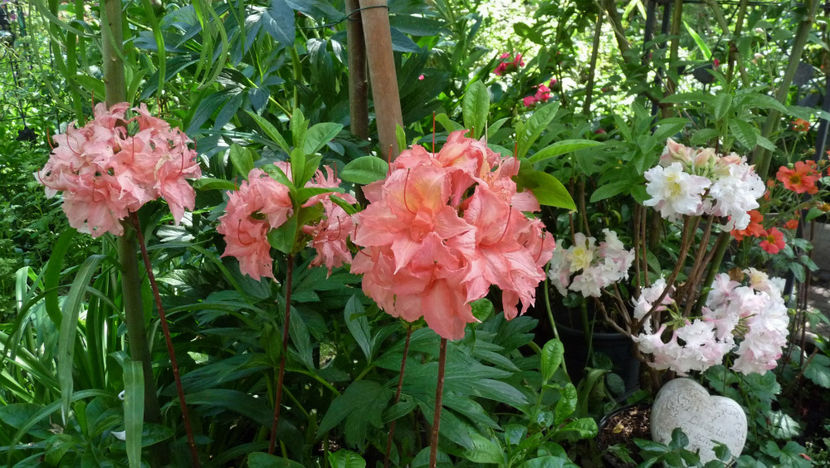  - Azalee si Rhododendroni