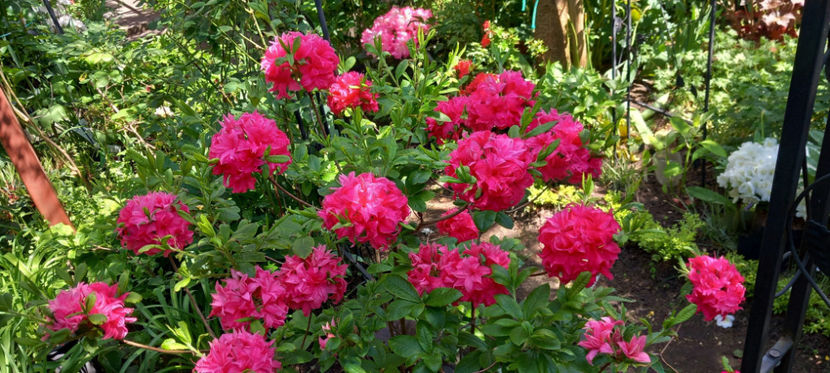  - Azalee si Rhododendroni