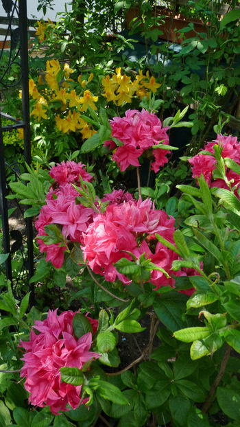  - Azalee si Rhododendroni