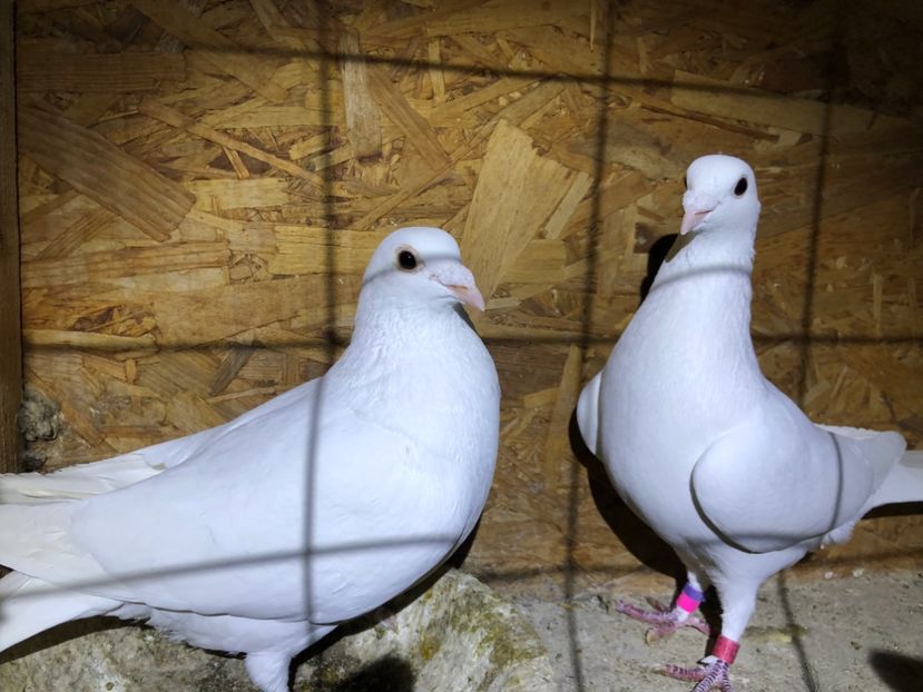  - Porumbei Voiajori albi de nunti