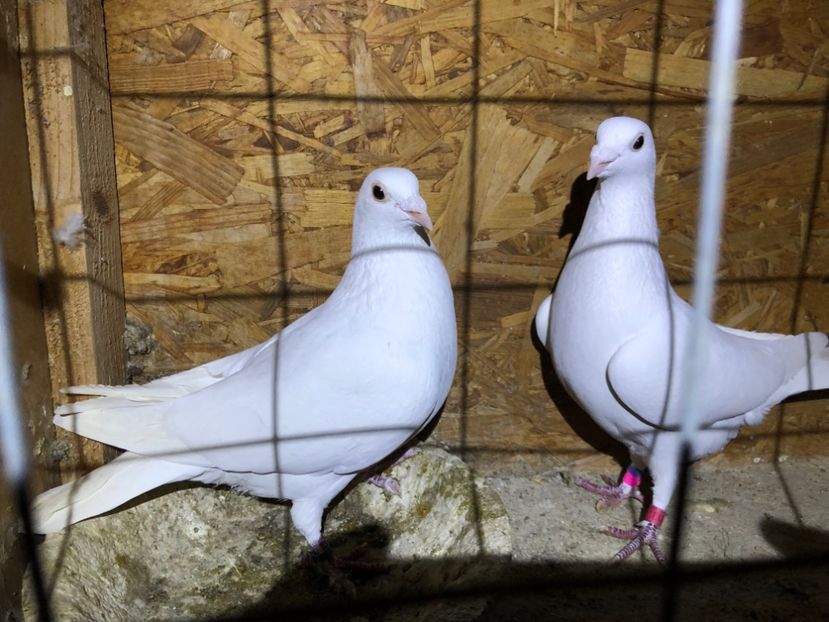  - Porumbei Voiajori albi de nunti