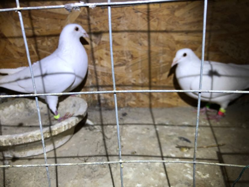  - Porumbei Voiajori albi de nunti