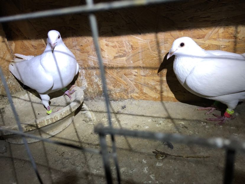  - Porumbei Voiajori albi de nunti