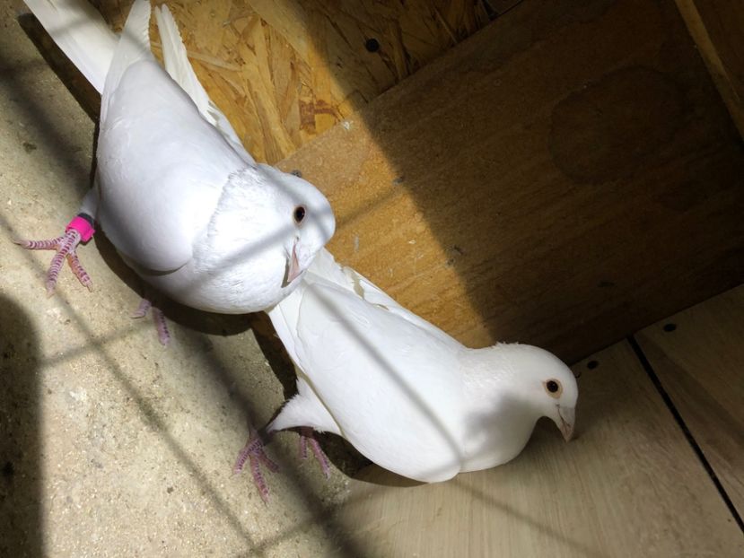  - Porumbei Voiajori albi de nunti