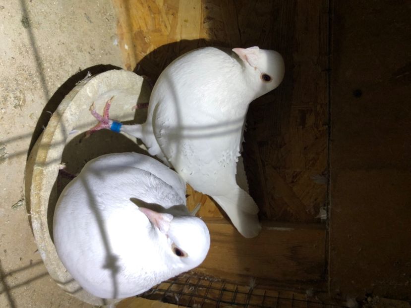  - Porumbei Voiajori albi de nunti