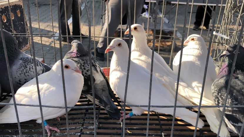  - Porumbei Voiajori albi de nunti