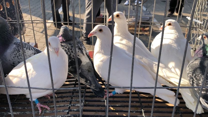  - Porumbei Voiajori albi de nunti