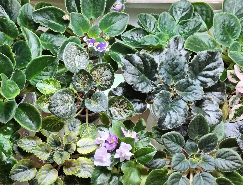  - 1 1 Violete Africane de Colecție