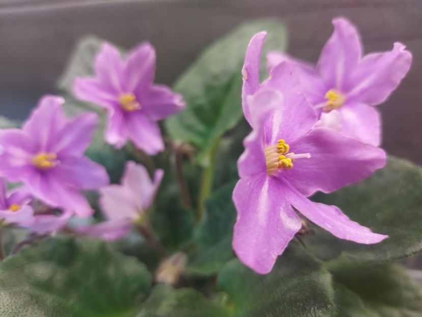  - Violeta Bob s Omega