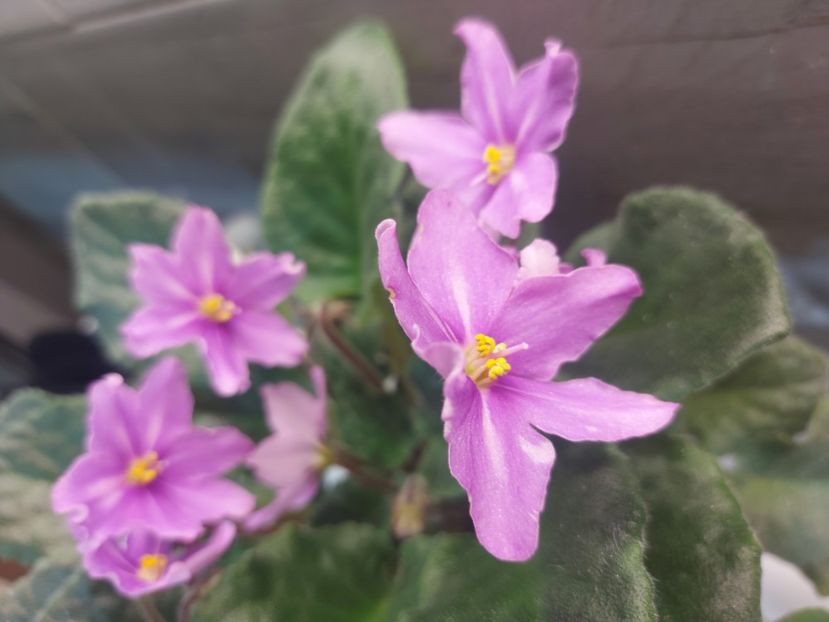  - Violeta Bob s Omega