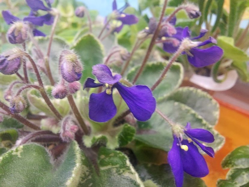  - Violeta Tser Dragonfly