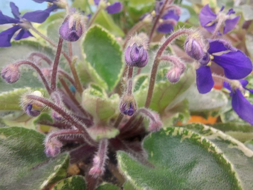  - Violeta Tser Dragonfly