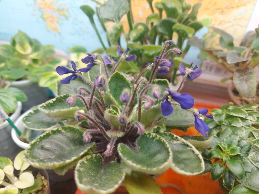  - Violeta Tser Dragonfly