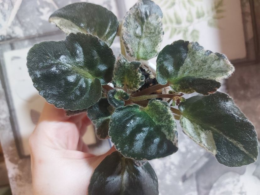  - Violeta Zenovia chimera spontana frunze