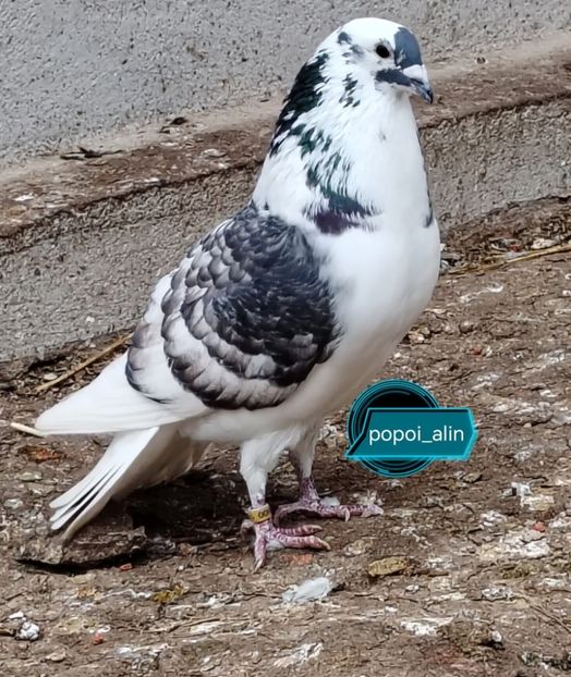  - Nu îmi aparțin 8