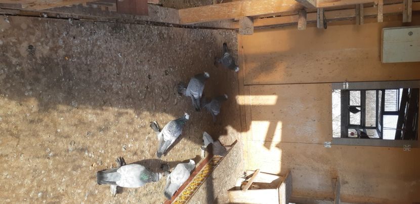  - Porumbei pe care nu- mai detin-Lahore-Gulerati