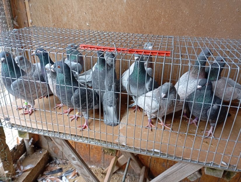  - Porumbei pe care nu- mai detin-Lahore-Gulerati