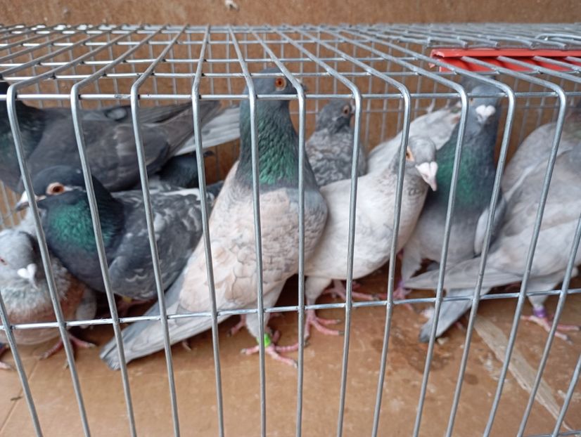  - Porumbei pe care nu- mai detin-Lahore-Gulerati