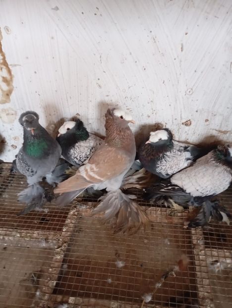 - Porumbei pe care nu- mai detin-Lahore-Gulerati