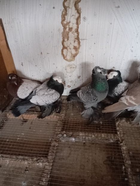  - Porumbei pe care nu- mai detin-Lahore-Gulerati