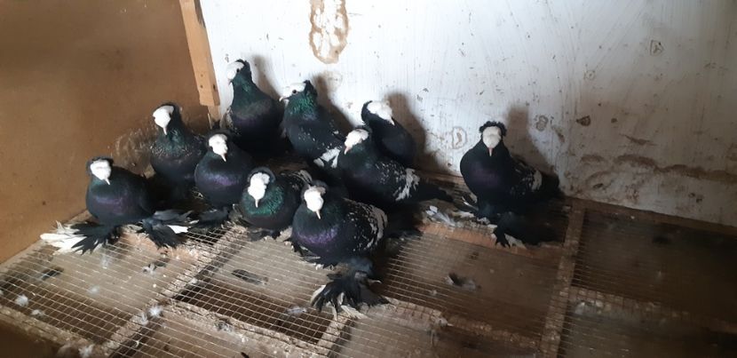  - Porumbei pe care nu- mai detin-Lahore-Gulerati