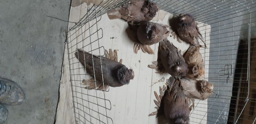  - Porumbei pe care nu- mai detin-Lahore-Gulerati