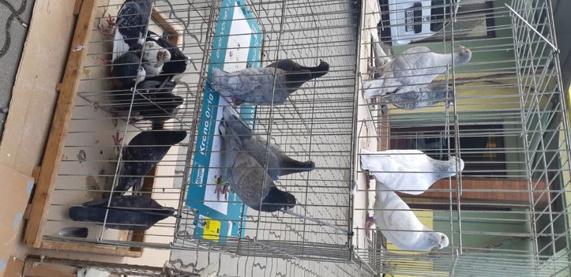  - Porumbei pe care nu- mai detin-Lahore-Gulerati