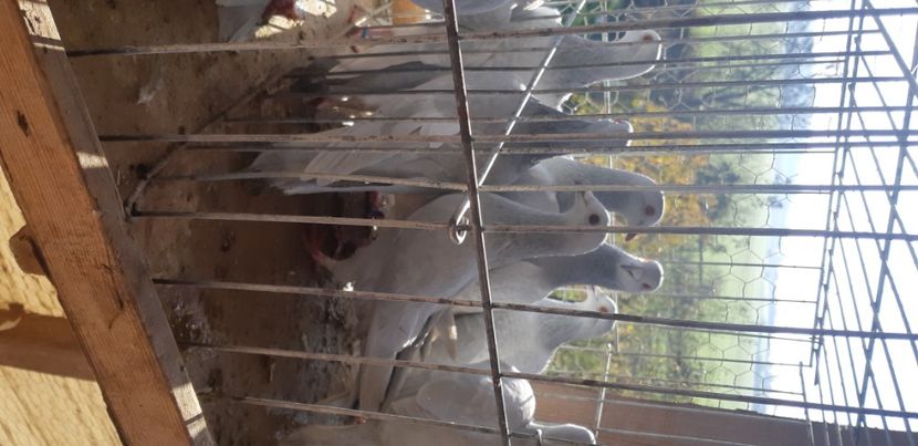  - Porumbei pe care nu- mai detin-Lahore-Gulerati