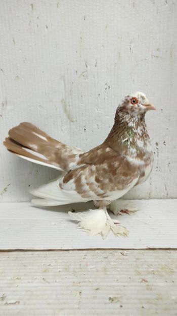  - De vanzare rolleri persani