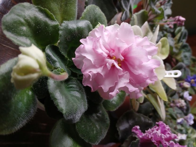  - LF Kremovyy Desert