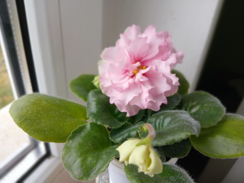  - LF Kremovyy Desert