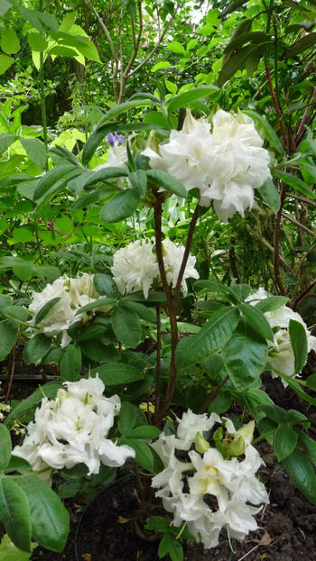  - Azalee si Rhododendroni