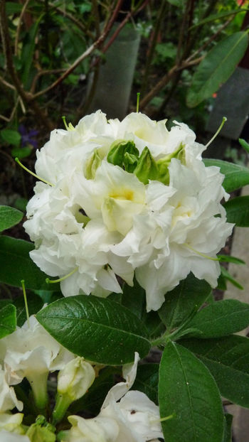  - Azalee si Rhododendroni