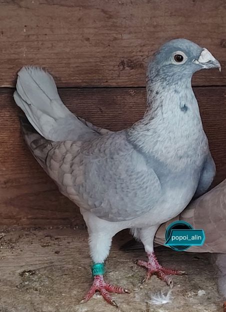  - Nu îmi aparțin 8