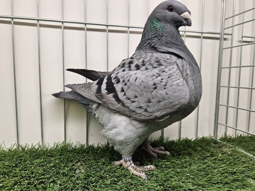 FEMELĂ 2024 - 5032 - MATCA FEMELE AGH 2025