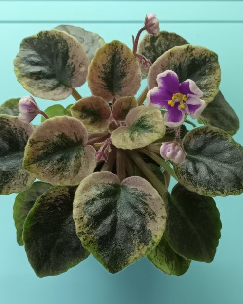  - NK Neznakomya Zvezda