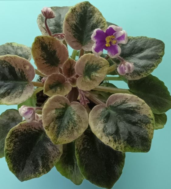  - NK Neznakomya Zvezda