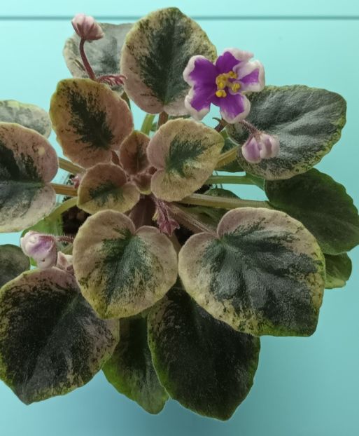  - NK Neznakomya Zvezda