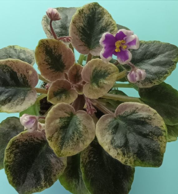  - NK Neznakomya Zvezda