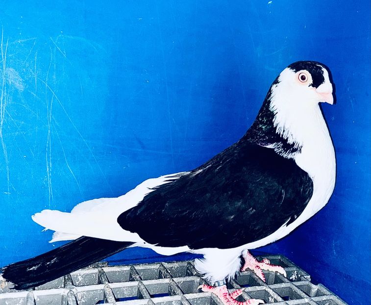 8506  Mascul  2020 - Jucători de Galați