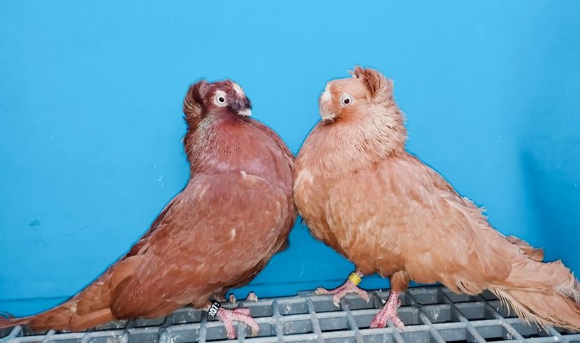 Perechea - A - Perechi 2025