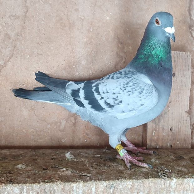 Mascul 24-568 - Stropit