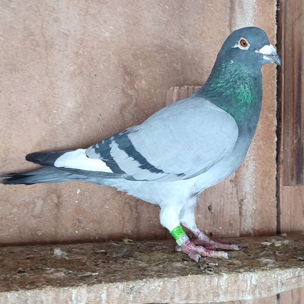 Mascul 23-473 - Vânat list