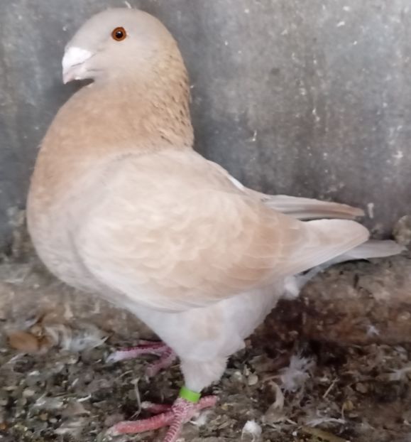 F 2024 - Agh vanduti 2019-2020-2021-2022-2024 2025