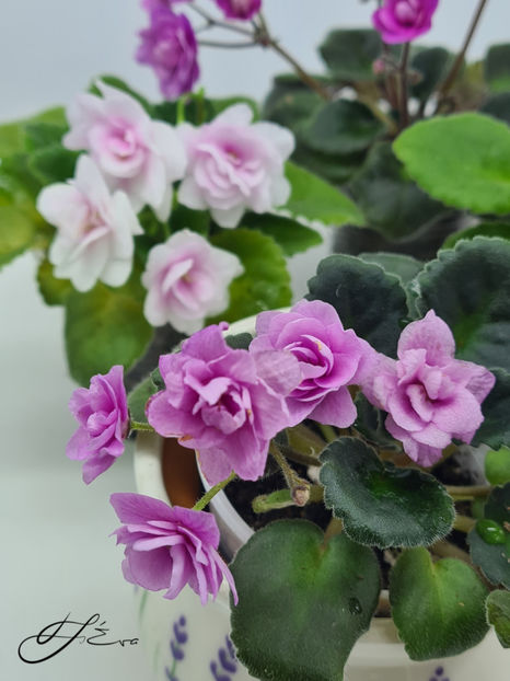  - Kentucky Gooseberries